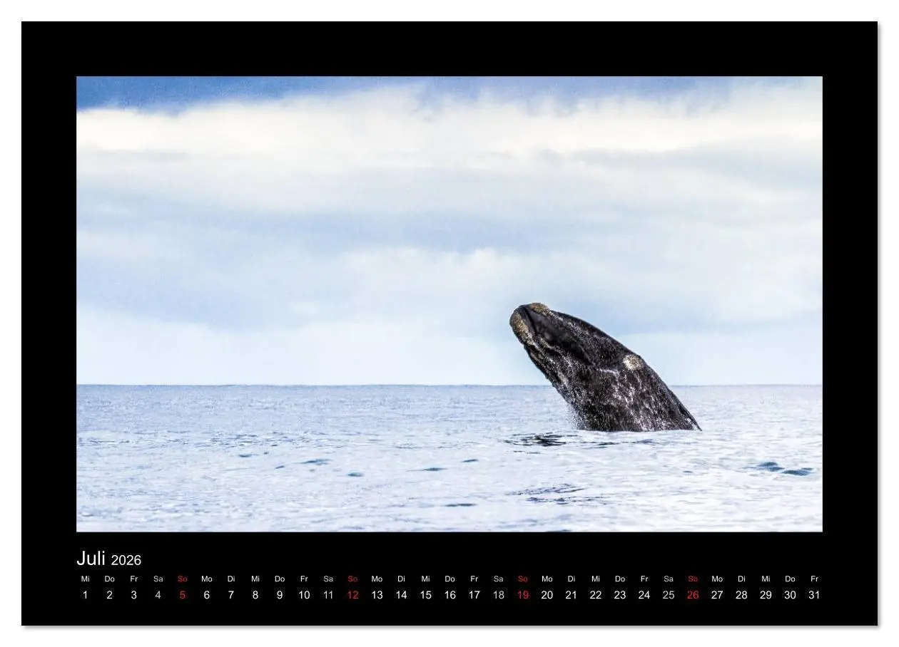 Bild: 9783516135879 | Südafrika - Garden Route (Wandkalender 2026 DIN A2 quer), CALVENDO...