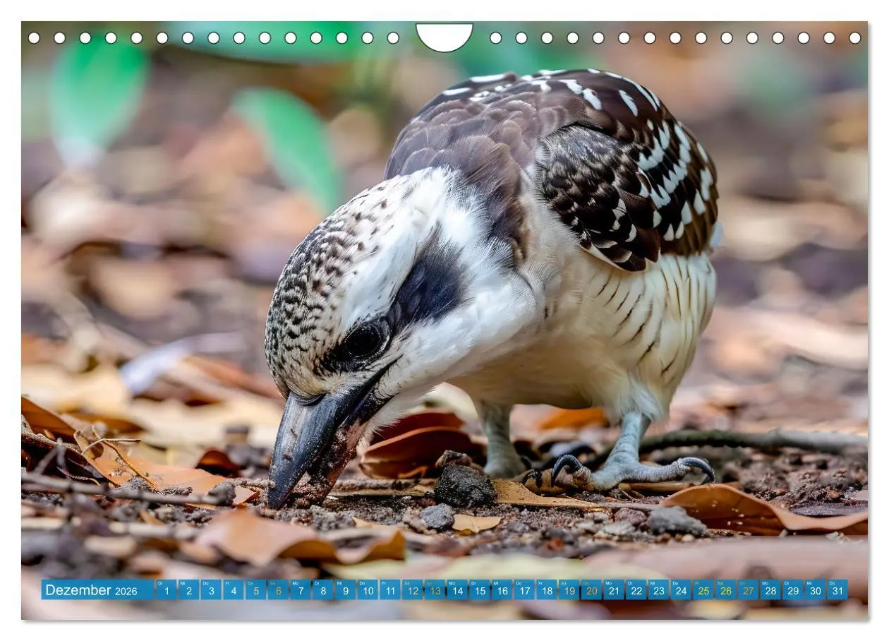 Bild: 9783457345979 | Der Kookaburra - Im australischen Busch mit dem lachenden Hans...