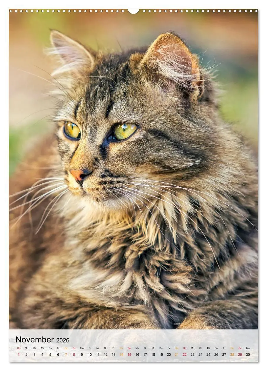 Bild: 9783516365979 | Katzen - süß und kuschelig (hochwertiger Premium Wandkalender 2026...
