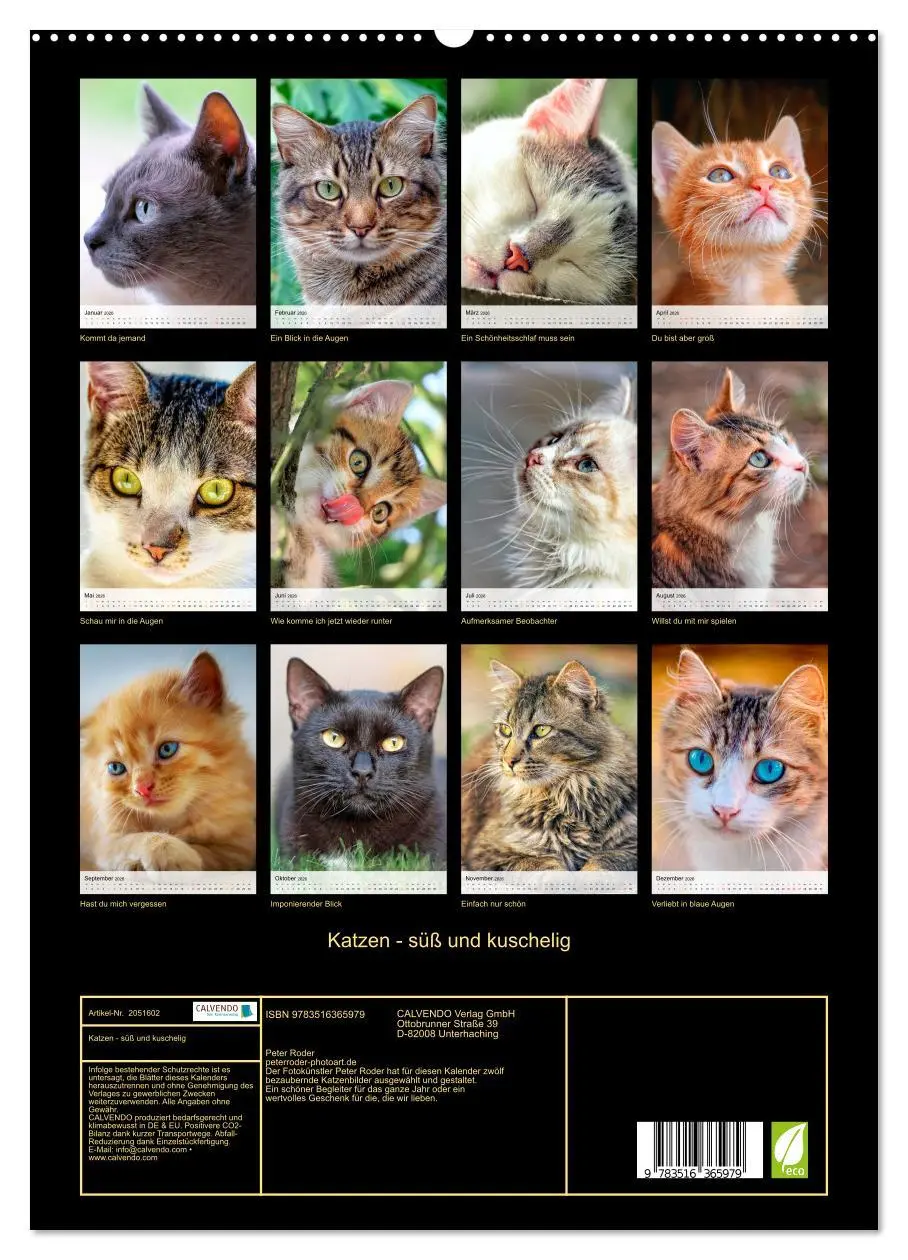 Bild: 9783516365979 | Katzen - süß und kuschelig (hochwertiger Premium Wandkalender 2026...