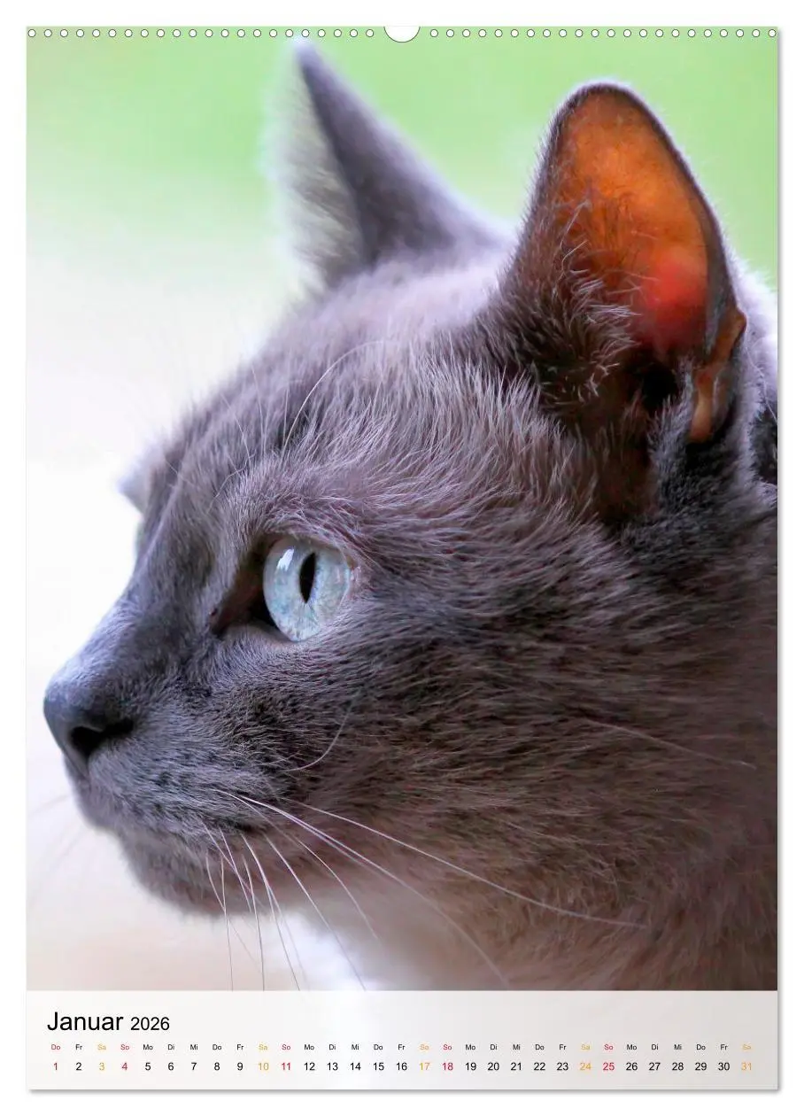 Bild: 9783516365979 | Katzen - süß und kuschelig (hochwertiger Premium Wandkalender 2026...
