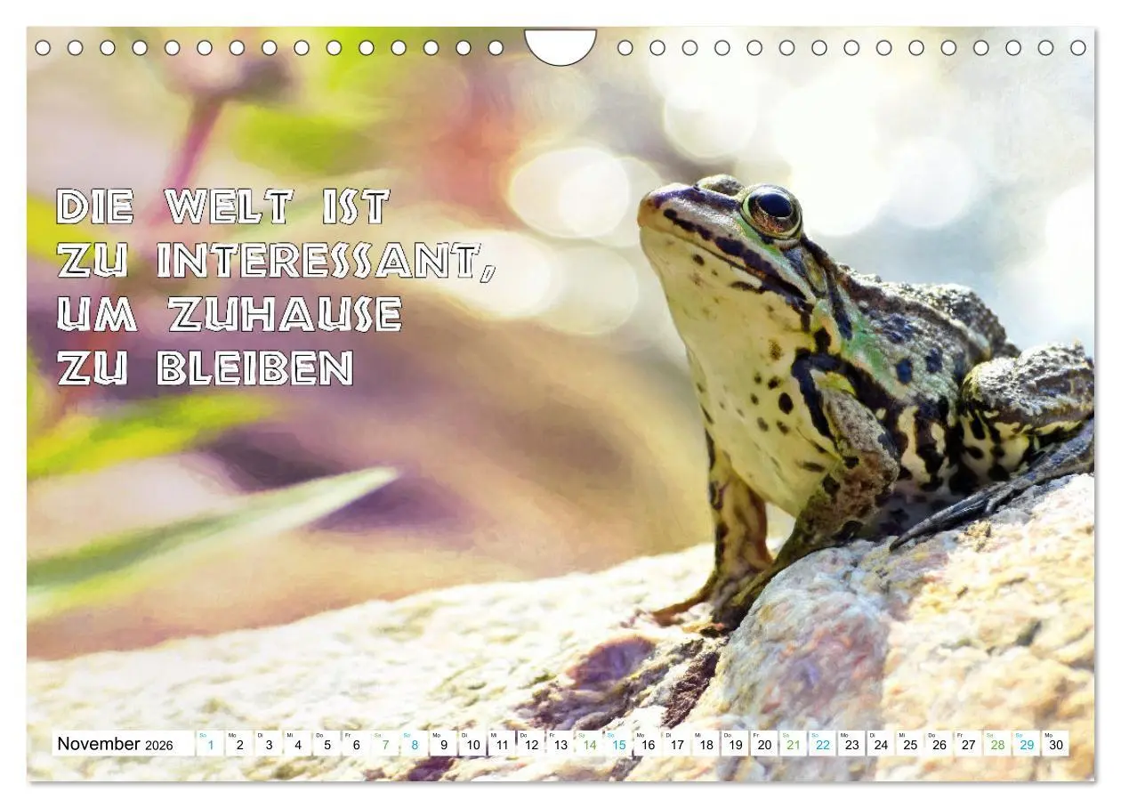 Bild: 9783457536179 | Frosch quakt Sprüche (Wandkalender 2026 DIN A4 quer), CALVENDO...