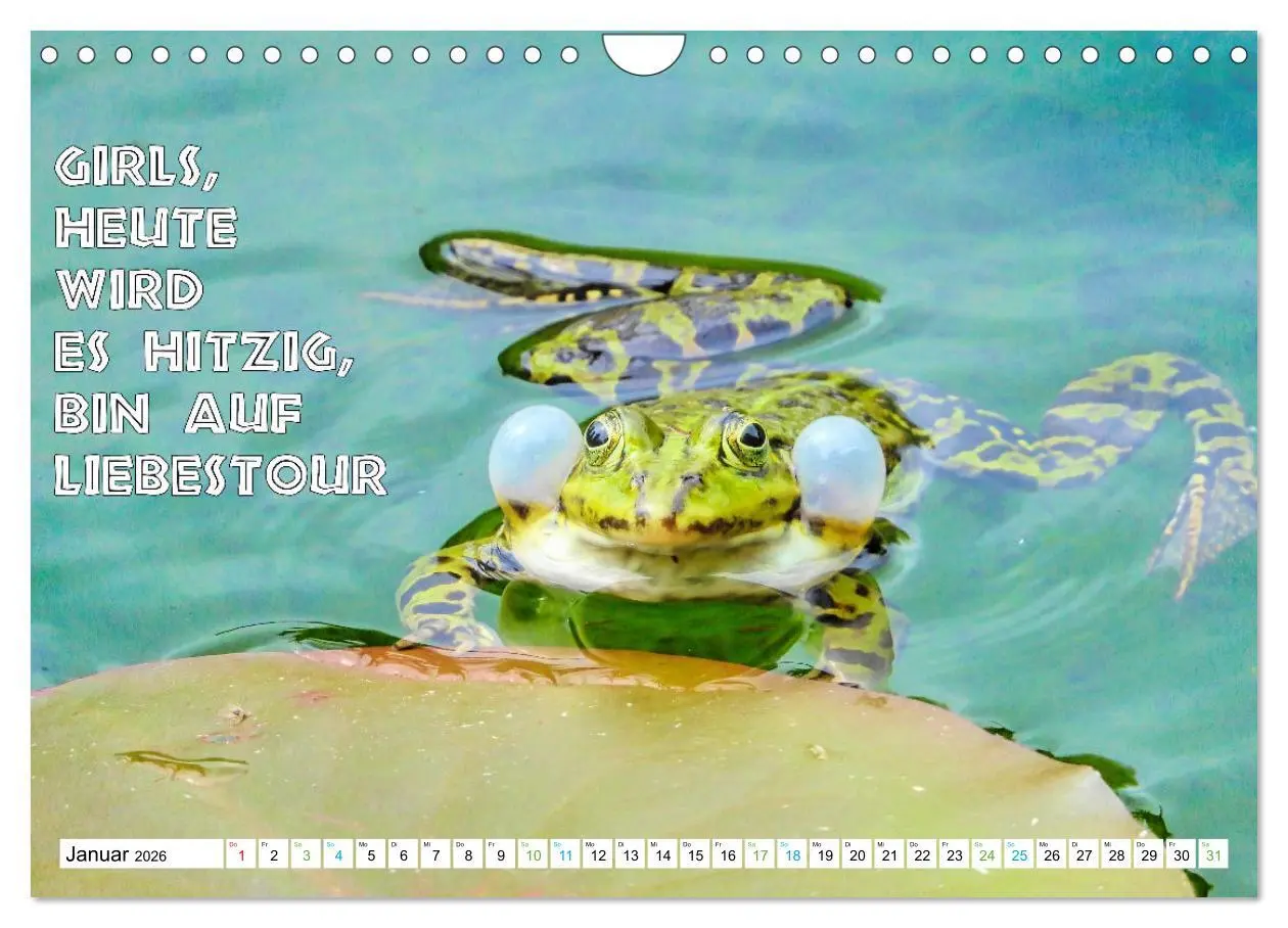 Bild: 9783457536179 | Frosch quakt Sprüche (Wandkalender 2026 DIN A4 quer), CALVENDO...