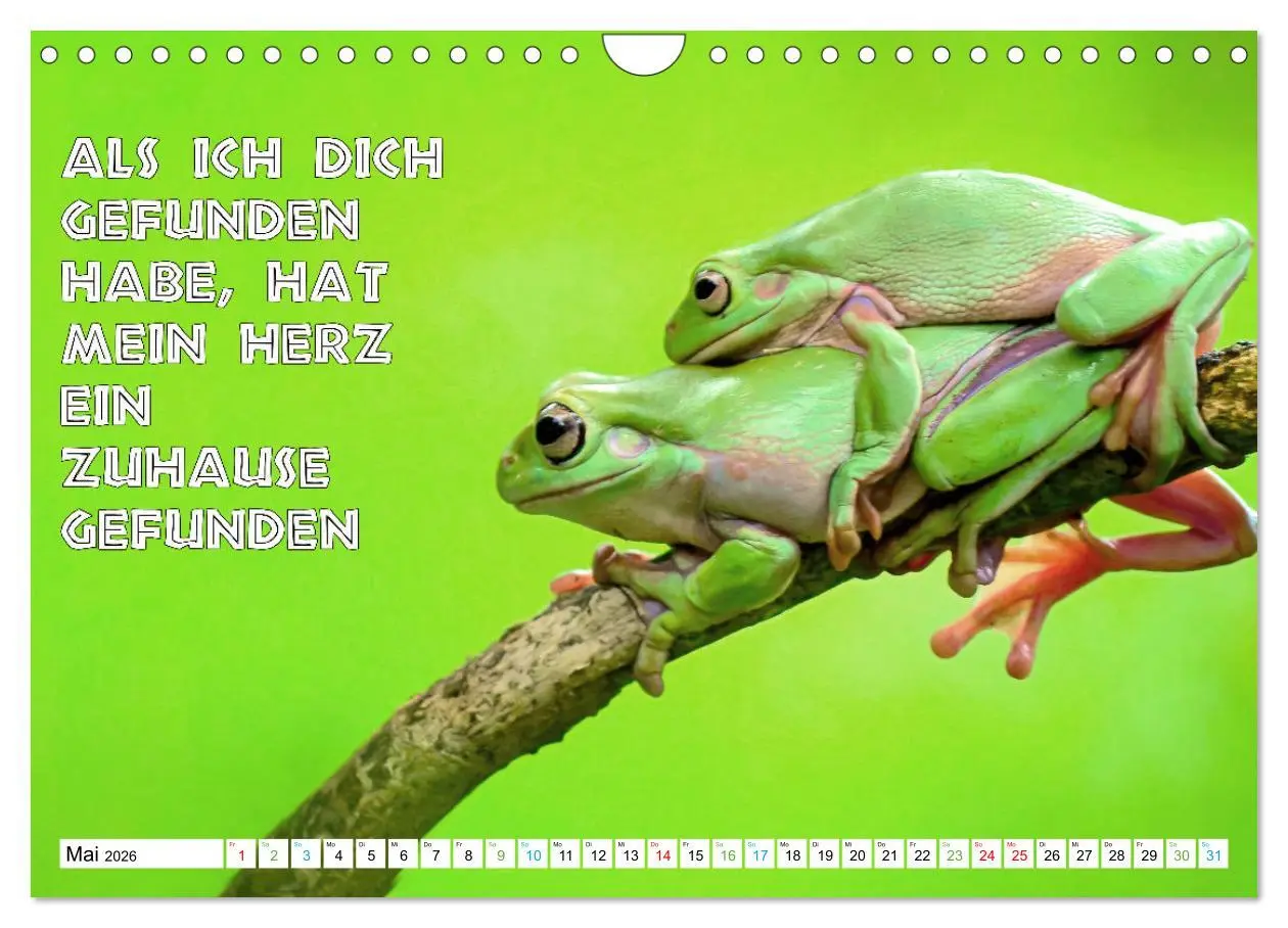 Bild: 9783457536179 | Frosch quakt Sprüche (Wandkalender 2026 DIN A4 quer), CALVENDO...