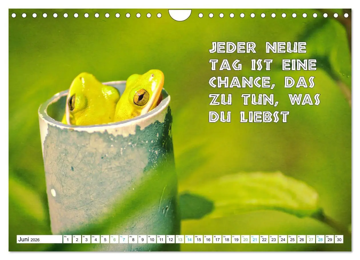 Bild: 9783457536179 | Frosch quakt Sprüche (Wandkalender 2026 DIN A4 quer), CALVENDO...