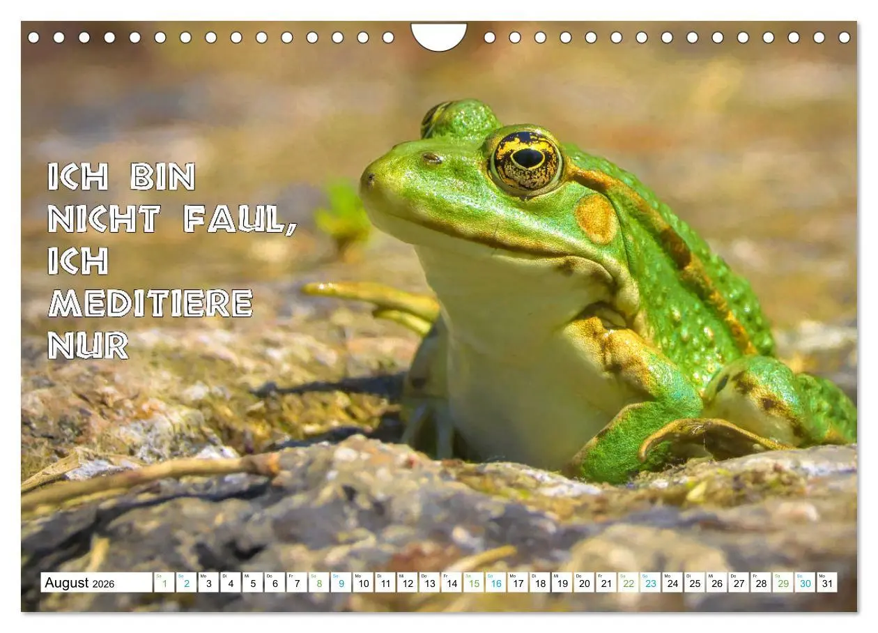 Bild: 9783457536179 | Frosch quakt Sprüche (Wandkalender 2026 DIN A4 quer), CALVENDO...