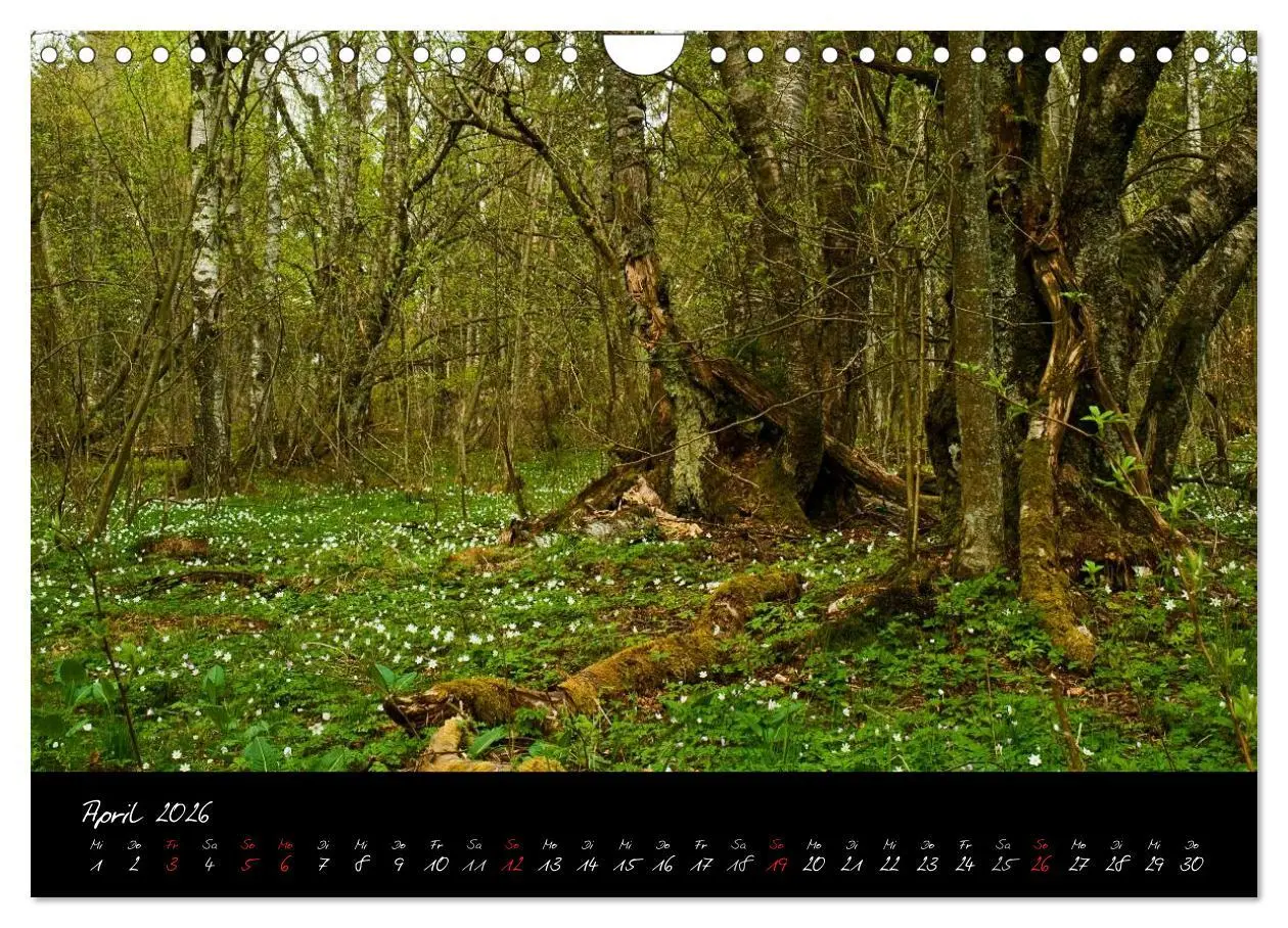 Bild: 9783516176179 | RHÖN = SCHÖN (Wandkalender 2026 DIN A4 quer), CALVENDO Monatskalender