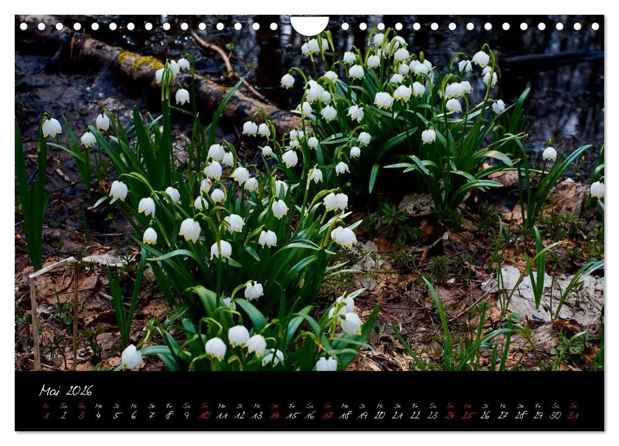 Bild: 9783516176179 | RHÖN = SCHÖN (Wandkalender 2026 DIN A4 quer), CALVENDO Monatskalender