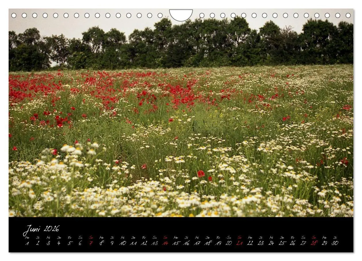 Bild: 9783516176179 | RHÖN = SCHÖN (Wandkalender 2026 DIN A4 quer), CALVENDO Monatskalender