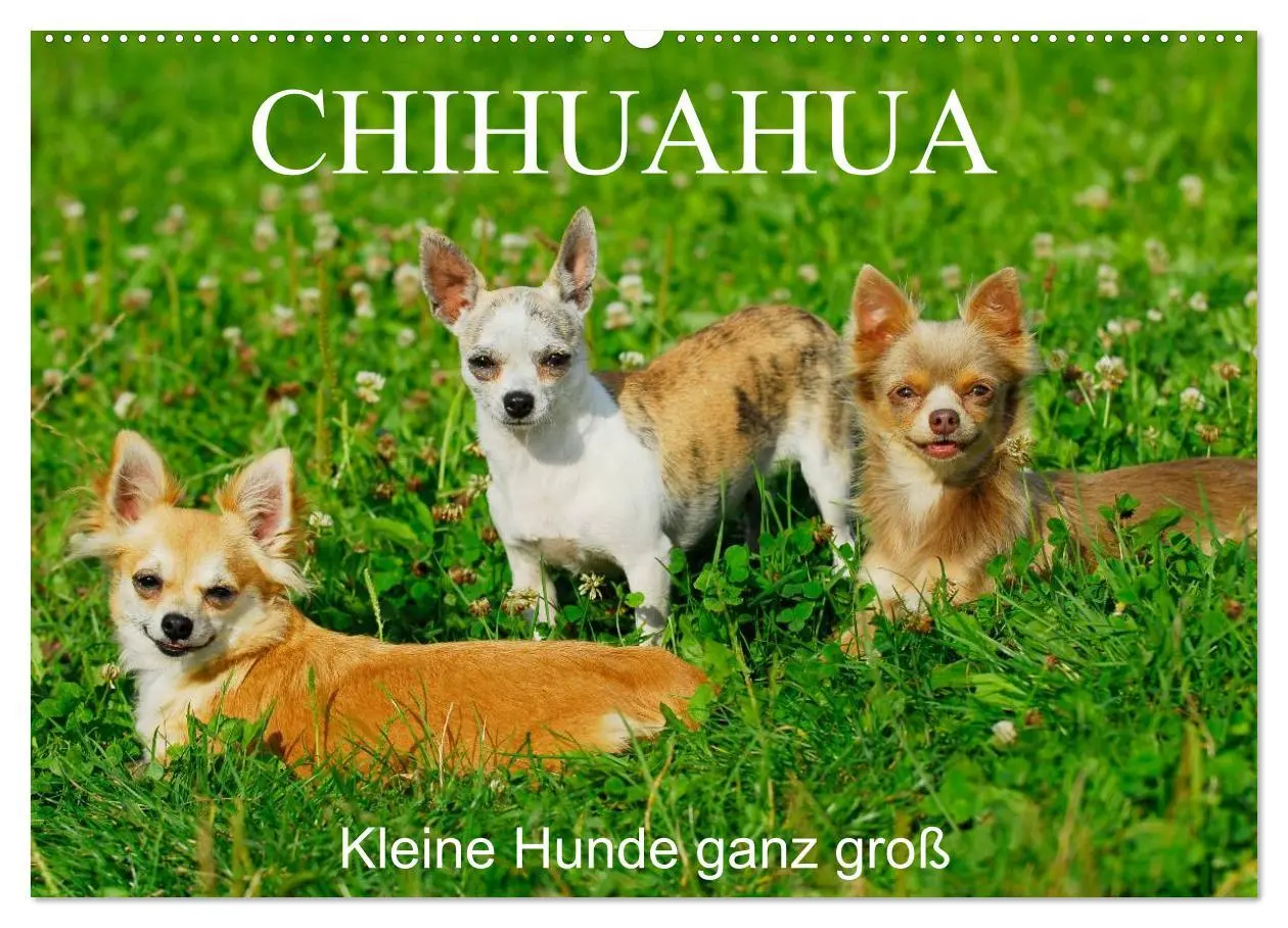 Cover: 9783516166279 | Chihuahua - Kleine Hunde ganz groß (Wandkalender 2026 DIN A2 quer),...