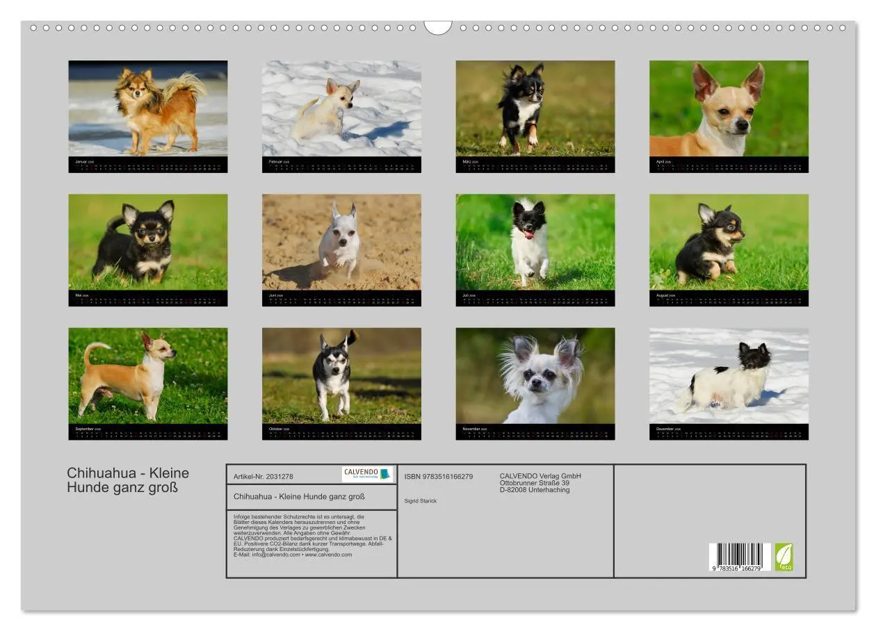 Bild: 9783516166279 | Chihuahua - Kleine Hunde ganz groß (Wandkalender 2026 DIN A2 quer),...