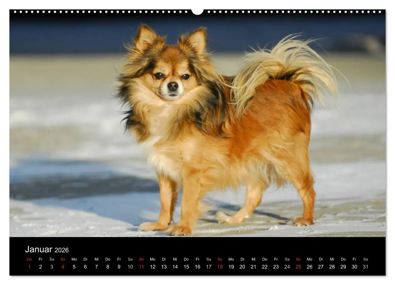 Bild: 9783516166279 | Chihuahua - Kleine Hunde ganz groß (Wandkalender 2026 DIN A2 quer),...