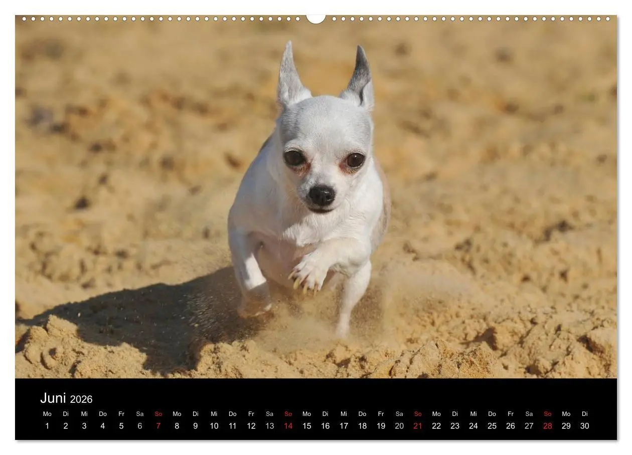 Bild: 9783516166279 | Chihuahua - Kleine Hunde ganz groß (Wandkalender 2026 DIN A2 quer),...