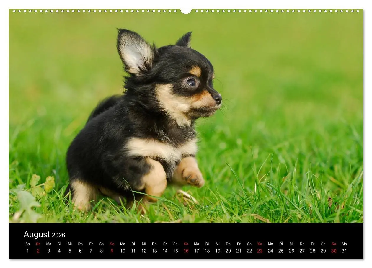 Bild: 9783516166279 | Chihuahua - Kleine Hunde ganz groß (Wandkalender 2026 DIN A2 quer),...