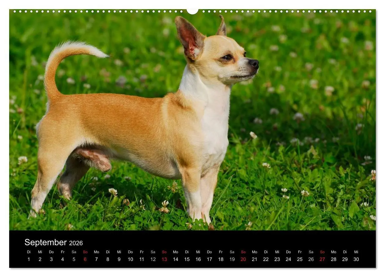 Bild: 9783516166279 | Chihuahua - Kleine Hunde ganz groß (Wandkalender 2026 DIN A2 quer),...