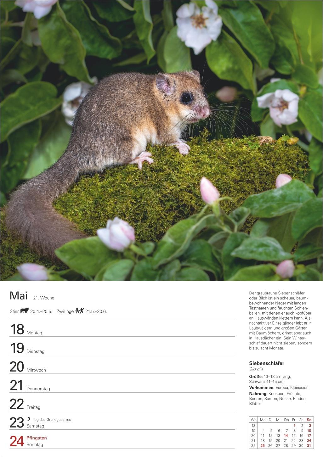 Bild: 9783840036279 | Heimische Tiere Wochenplaner 2026 - 53 faszinierende Fotografien