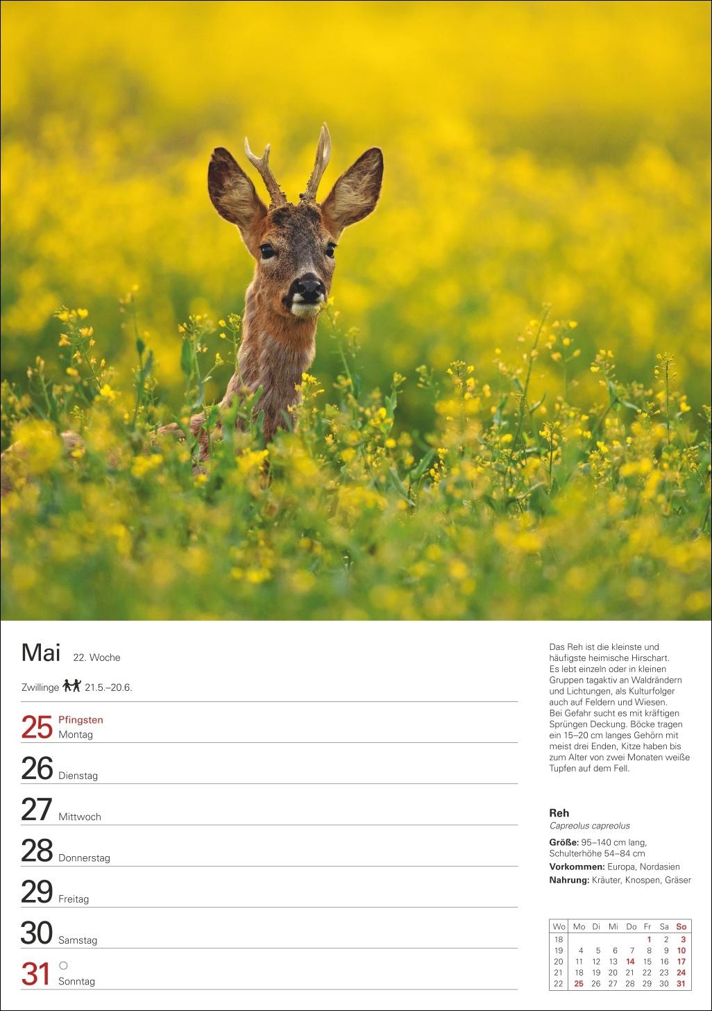 Bild: 9783840036279 | Heimische Tiere Wochenplaner 2026 - 53 faszinierende Fotografien