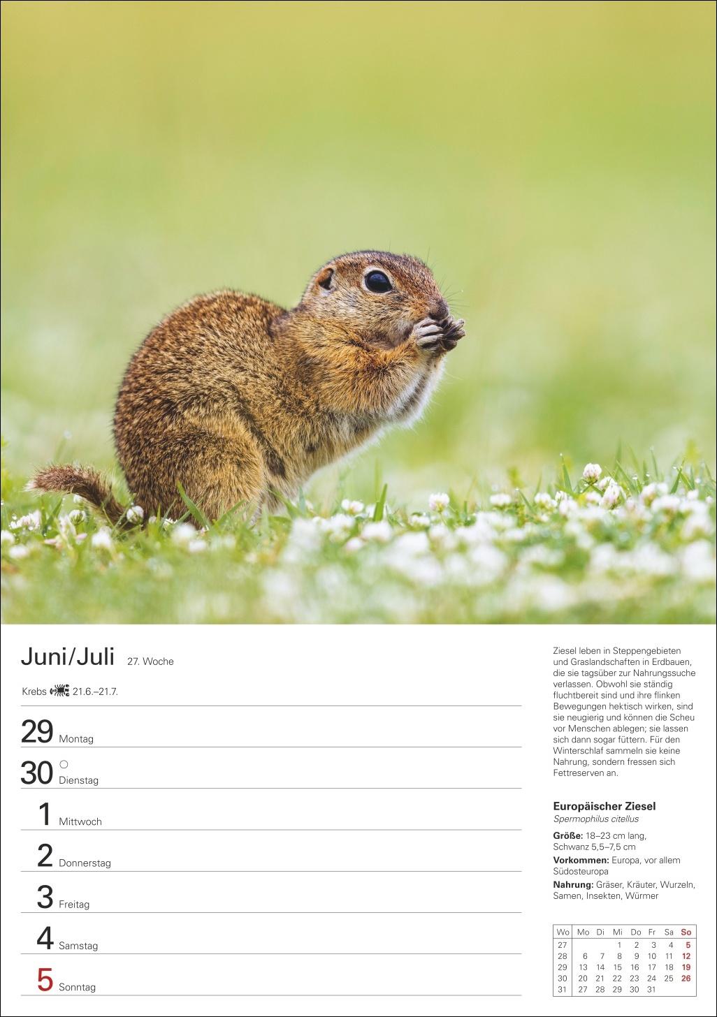 Bild: 9783840036279 | Heimische Tiere Wochenplaner 2026 - 53 faszinierende Fotografien