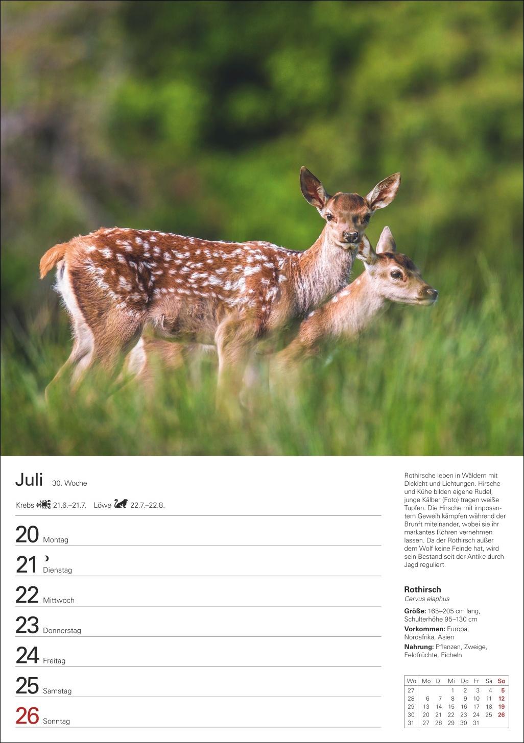 Bild: 9783840036279 | Heimische Tiere Wochenplaner 2026 - 53 faszinierende Fotografien