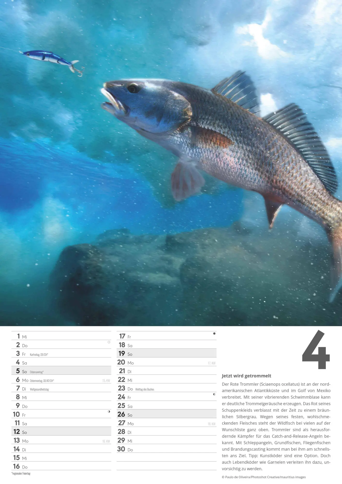 Bild: 4069095006379 | Der große Angelkalender 2026 - Bildkalender A3 (29,7x42 cm) - mit...