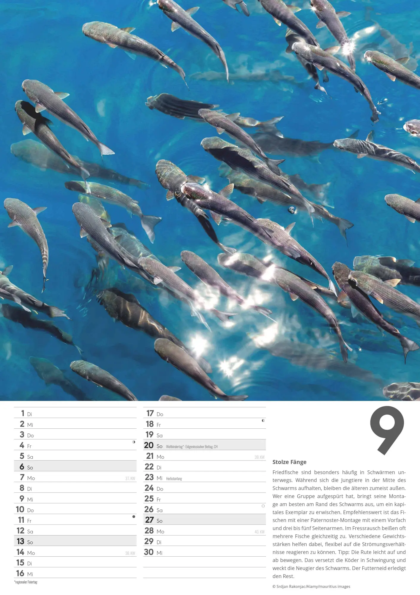 Bild: 4069095006379 | Der große Angelkalender 2026 - Bildkalender A3 (29,7x42 cm) - mit...
