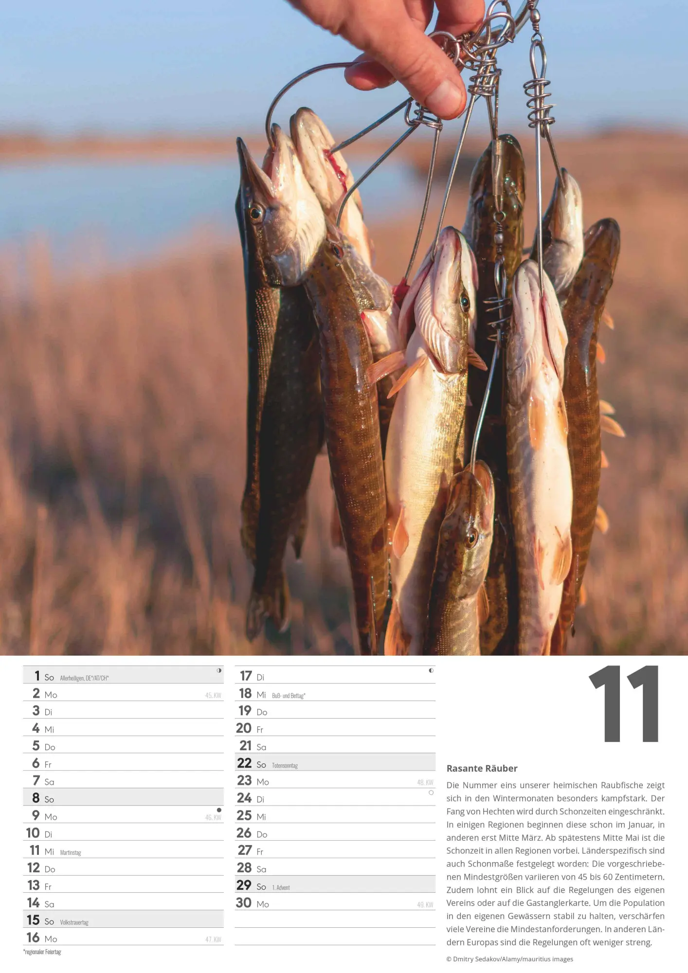 Bild: 4069095006379 | Der große Angelkalender 2026 - Bildkalender A3 (29,7x42 cm) - mit...