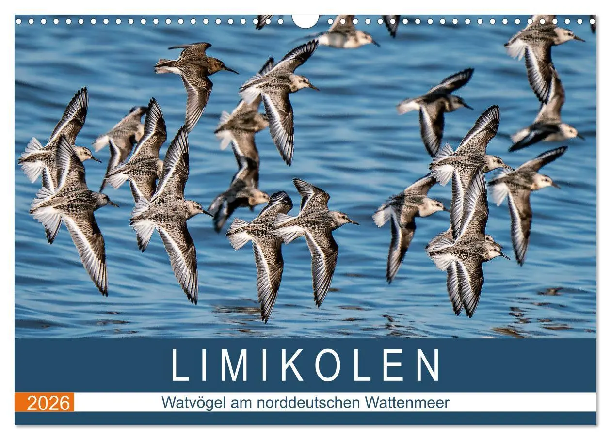 Cover: 9783457686379 | Limikolen - Watvögel am norddeutschen Wattenmeer (Wandkalender 2026...