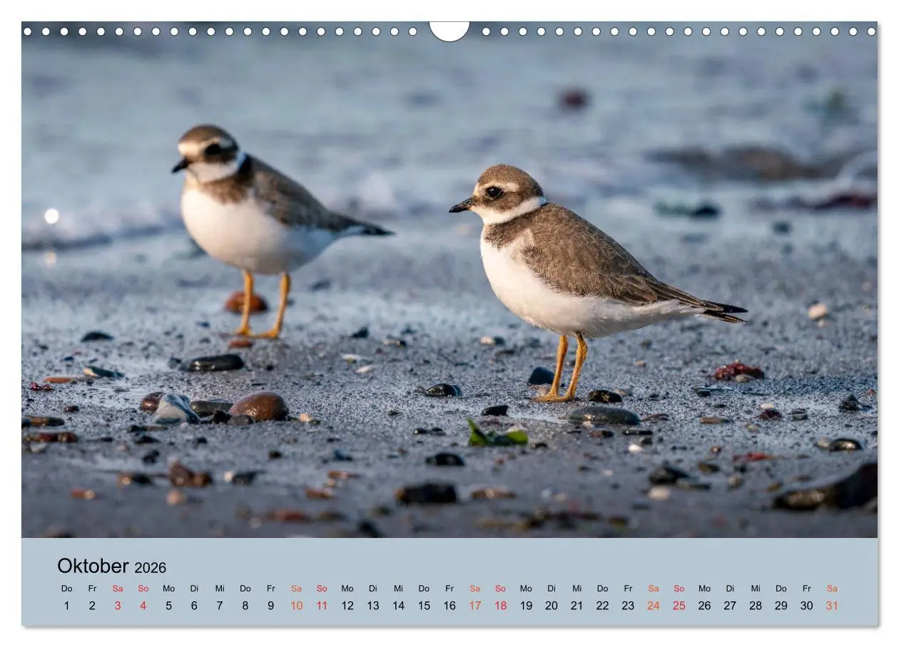 Bild: 9783457686379 | Limikolen - Watvögel am norddeutschen Wattenmeer (Wandkalender 2026...