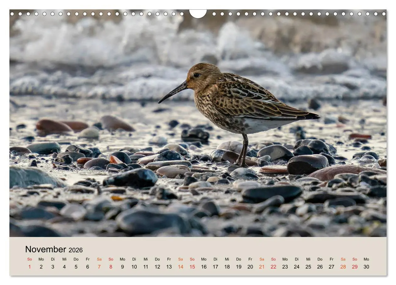 Bild: 9783457686379 | Limikolen - Watvögel am norddeutschen Wattenmeer (Wandkalender 2026...