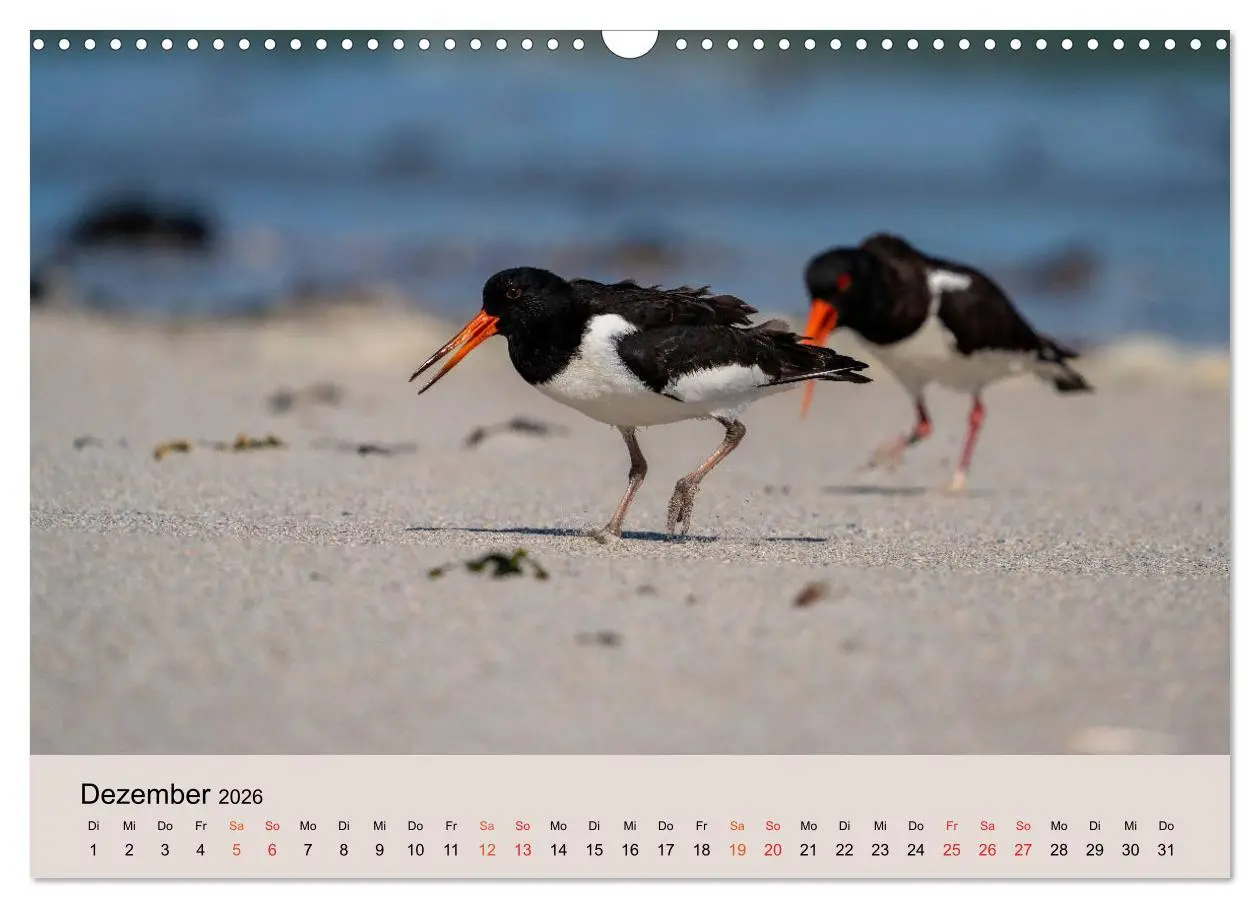 Bild: 9783457686379 | Limikolen - Watvögel am norddeutschen Wattenmeer (Wandkalender 2026...