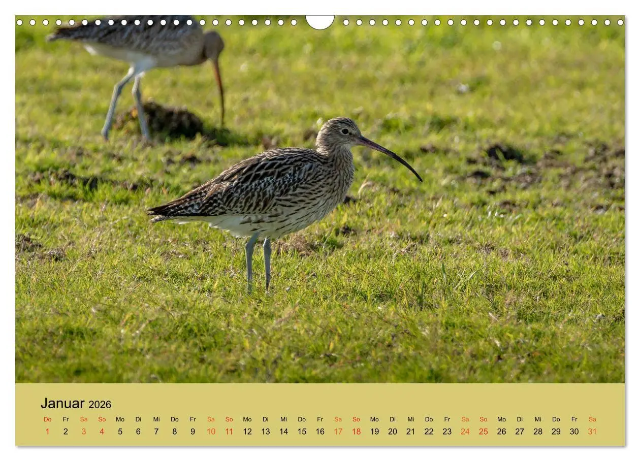 Bild: 9783457686379 | Limikolen - Watvögel am norddeutschen Wattenmeer (Wandkalender 2026...