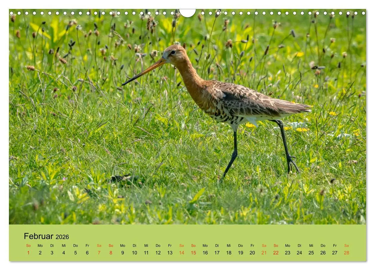 Bild: 9783457686379 | Limikolen - Watvögel am norddeutschen Wattenmeer (Wandkalender 2026...