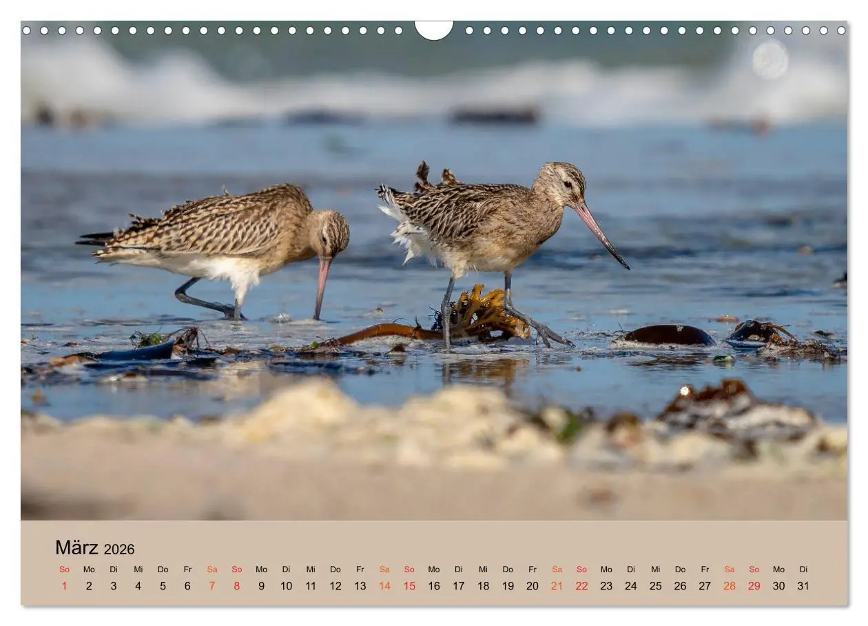 Bild: 9783457686379 | Limikolen - Watvögel am norddeutschen Wattenmeer (Wandkalender 2026...