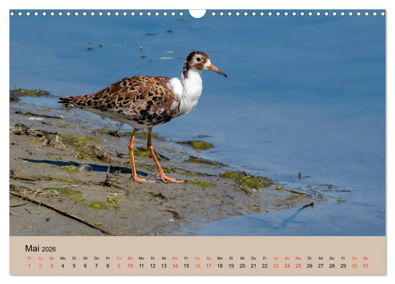Bild: 9783457686379 | Limikolen - Watvögel am norddeutschen Wattenmeer (Wandkalender 2026...