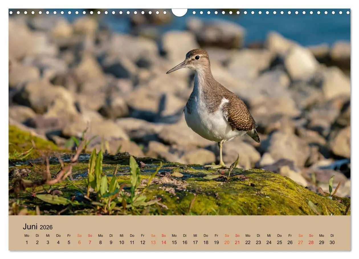 Bild: 9783457686379 | Limikolen - Watvögel am norddeutschen Wattenmeer (Wandkalender 2026...