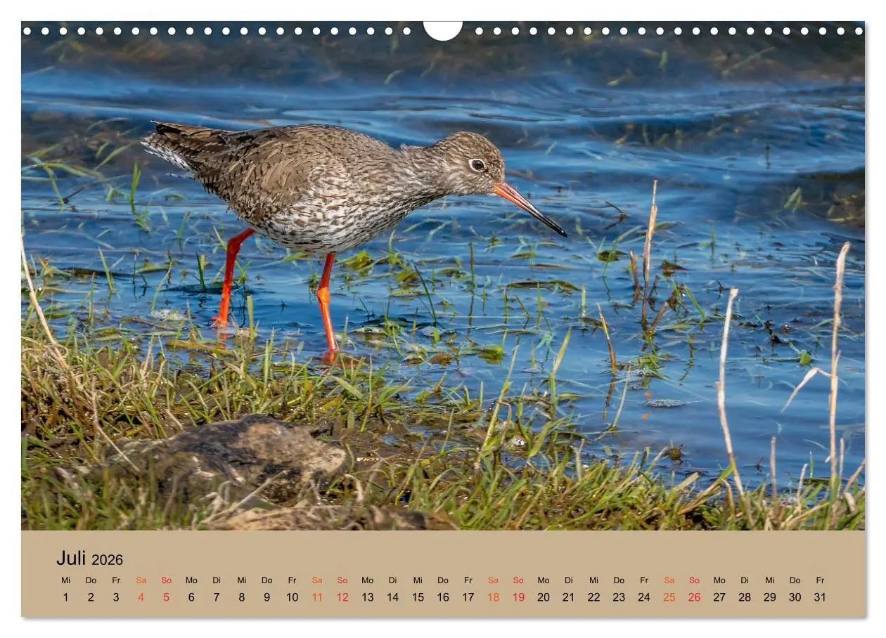 Bild: 9783457686379 | Limikolen - Watvögel am norddeutschen Wattenmeer (Wandkalender 2026...