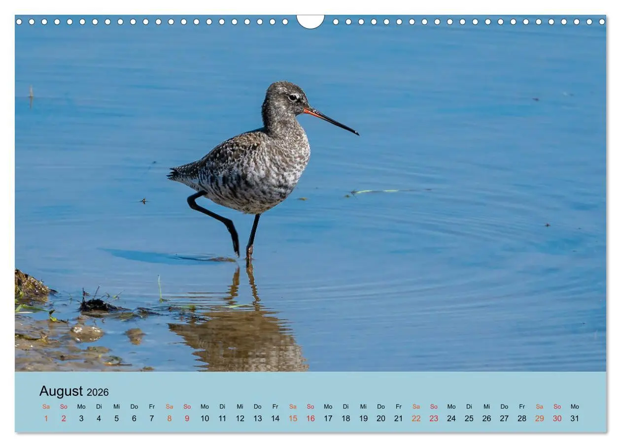 Bild: 9783457686379 | Limikolen - Watvögel am norddeutschen Wattenmeer (Wandkalender 2026...