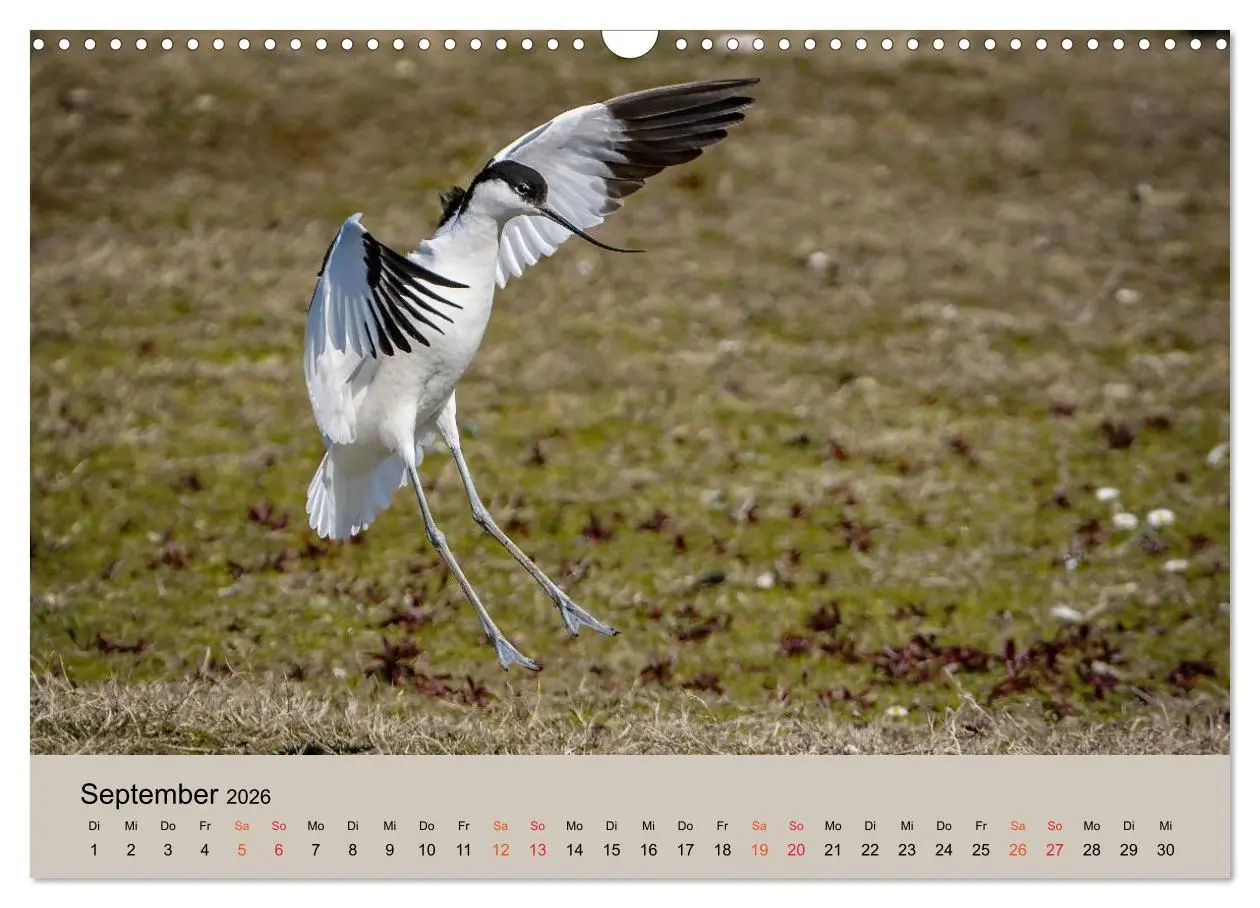 Bild: 9783457686379 | Limikolen - Watvögel am norddeutschen Wattenmeer (Wandkalender 2026...