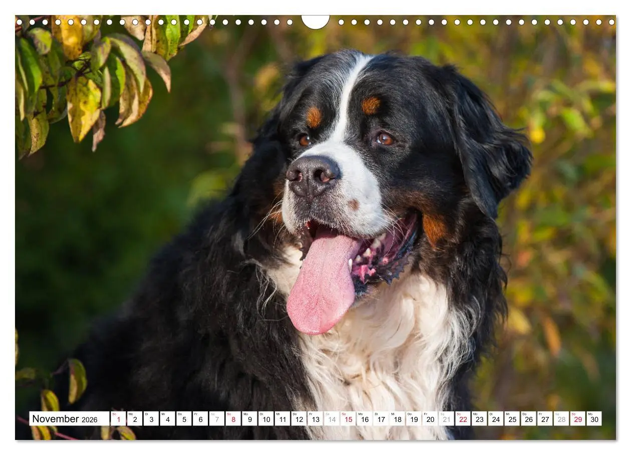 Bild: 9783457826379 | Ein Herz auf 4 Pfoten - Berner Sennenhund (Wandkalender 2026 DIN A3...