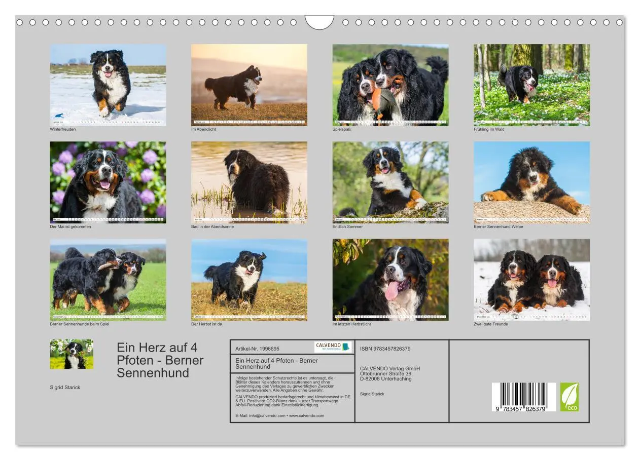 Bild: 9783457826379 | Ein Herz auf 4 Pfoten - Berner Sennenhund (Wandkalender 2026 DIN A3...