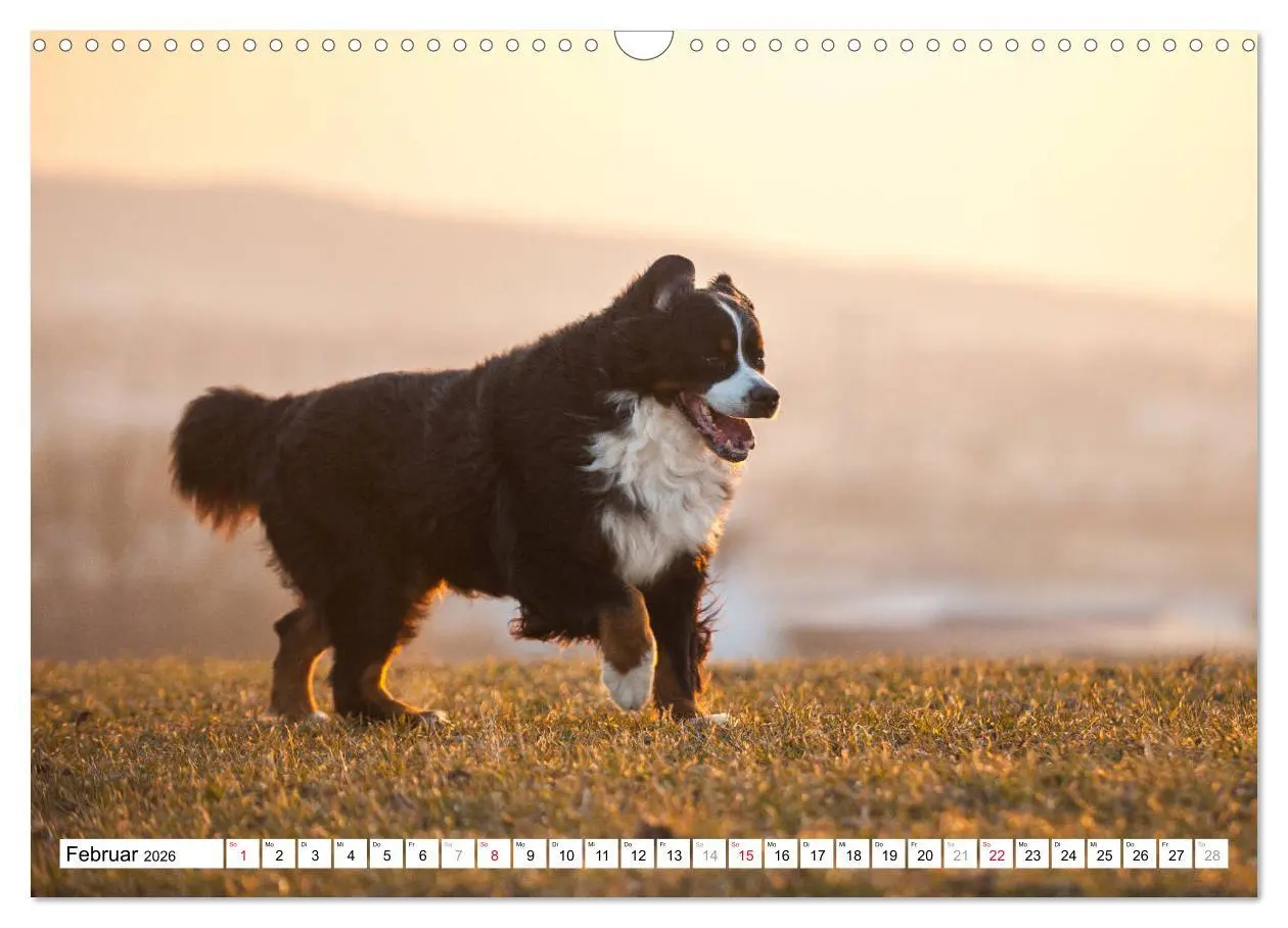 Bild: 9783457826379 | Ein Herz auf 4 Pfoten - Berner Sennenhund (Wandkalender 2026 DIN A3...