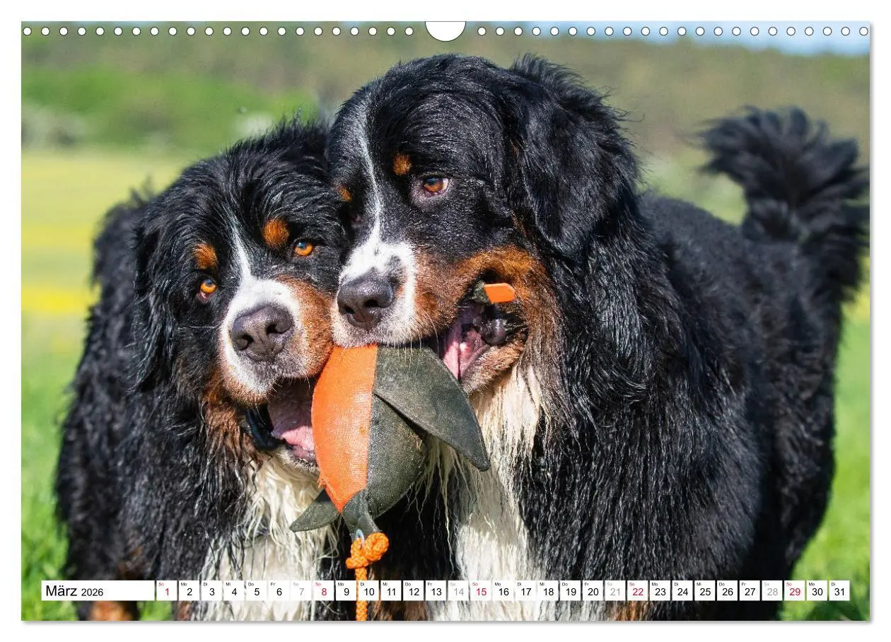 Bild: 9783457826379 | Ein Herz auf 4 Pfoten - Berner Sennenhund (Wandkalender 2026 DIN A3...