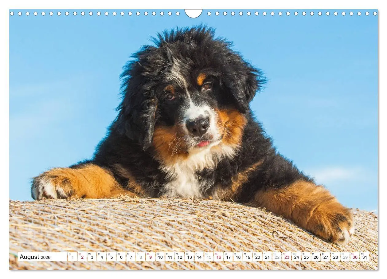 Bild: 9783457826379 | Ein Herz auf 4 Pfoten - Berner Sennenhund (Wandkalender 2026 DIN A3...