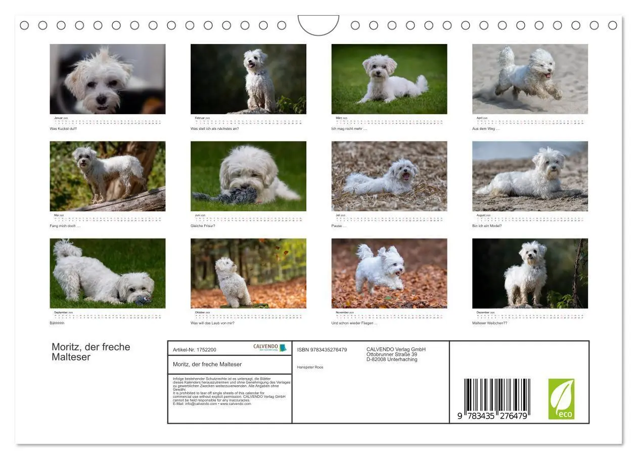 Bild: 9783435276479 | Moritz, der freche Malteser (Wandkalender 2025 DIN A4 quer),...