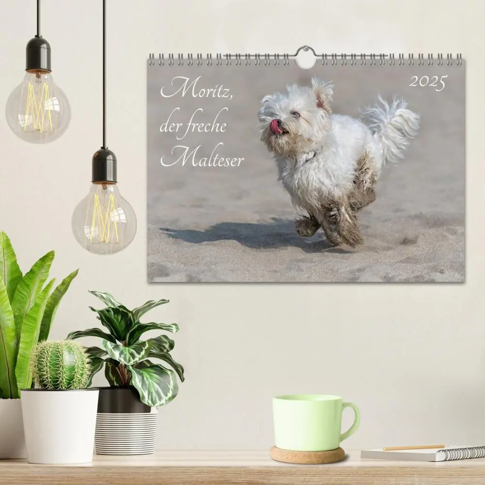 Bild: 9783435276479 | Moritz, der freche Malteser (Wandkalender 2025 DIN A4 quer),...