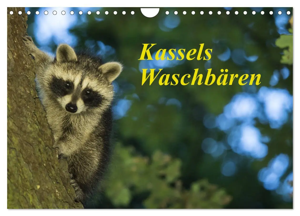 Cover: 9783457746479 | Kassels Waschbären (Wandkalender 2026 DIN A4 quer), CALVENDO...