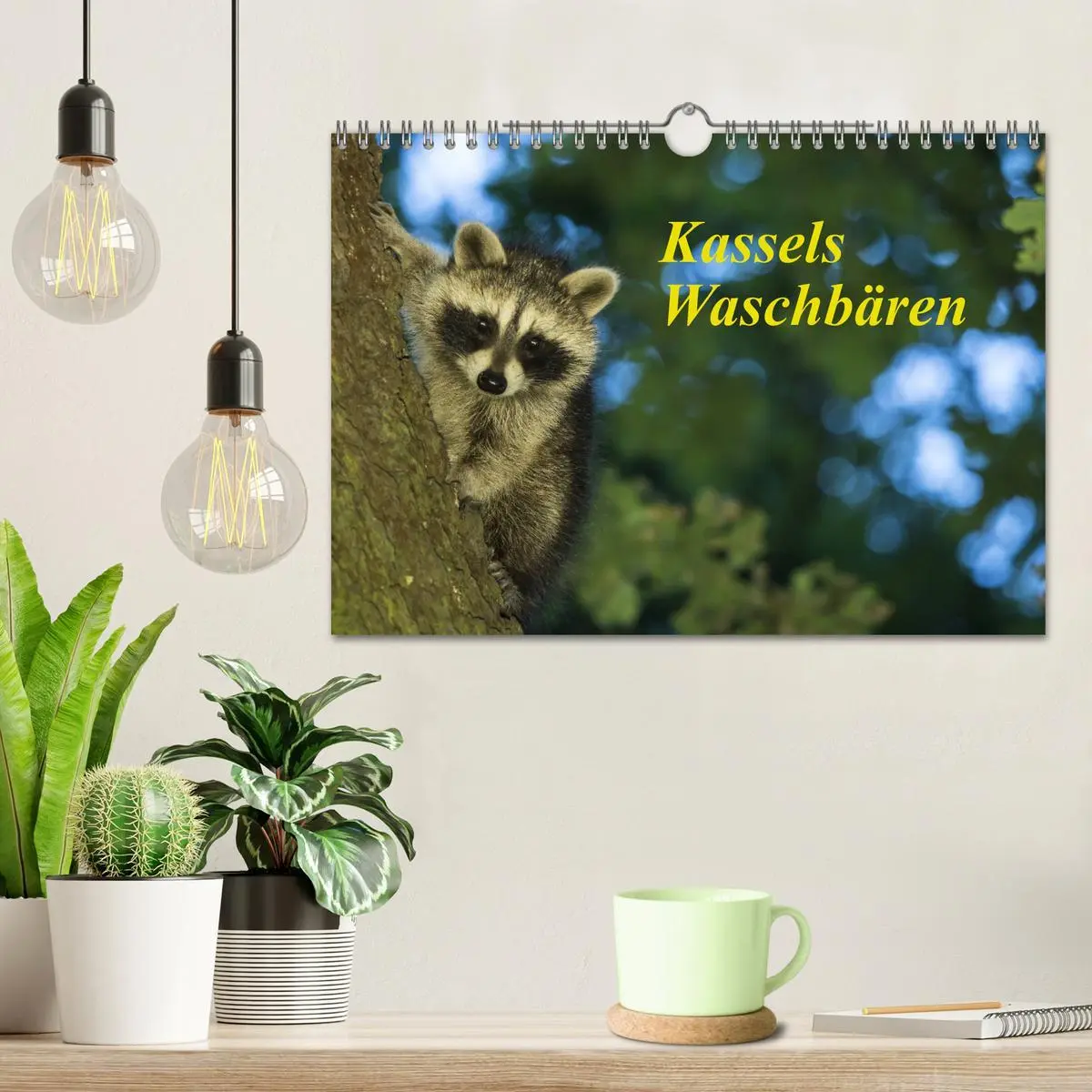Bild: 9783457746479 | Kassels Waschbären (Wandkalender 2026 DIN A4 quer), CALVENDO...