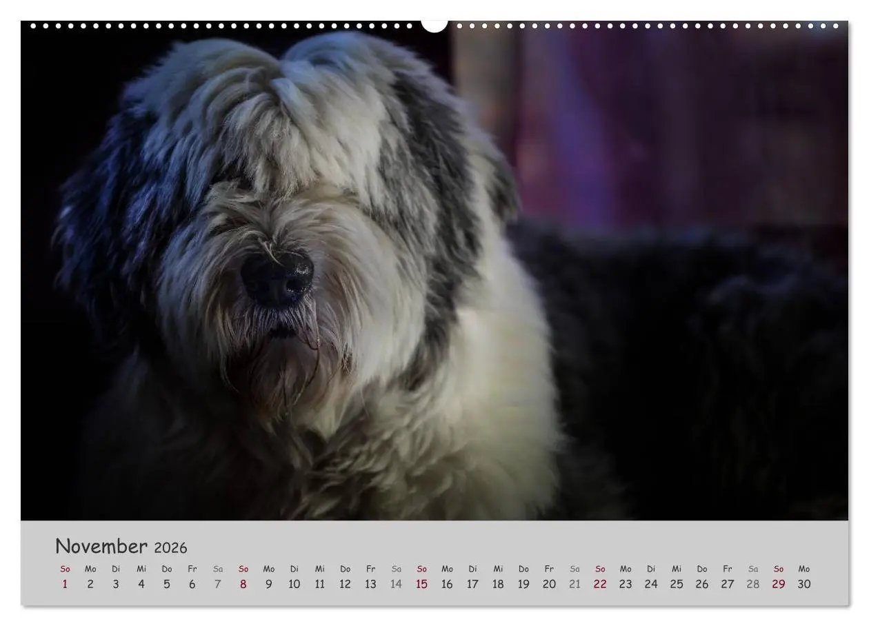Bild: 9783516056679 | Ein Bobtail namens Miles (hochwertiger Premium Wandkalender 2026...
