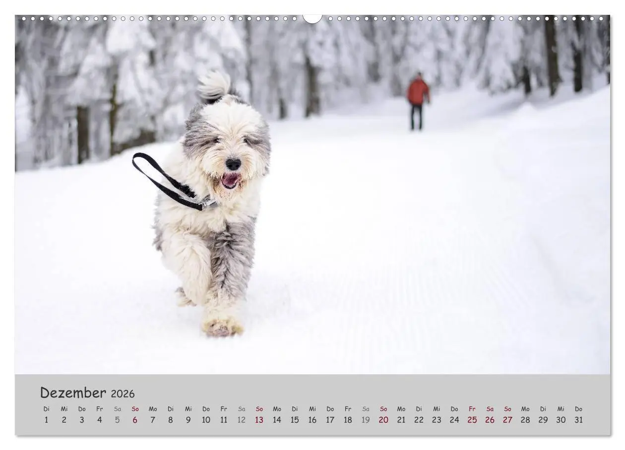 Bild: 9783516056679 | Ein Bobtail namens Miles (hochwertiger Premium Wandkalender 2026...