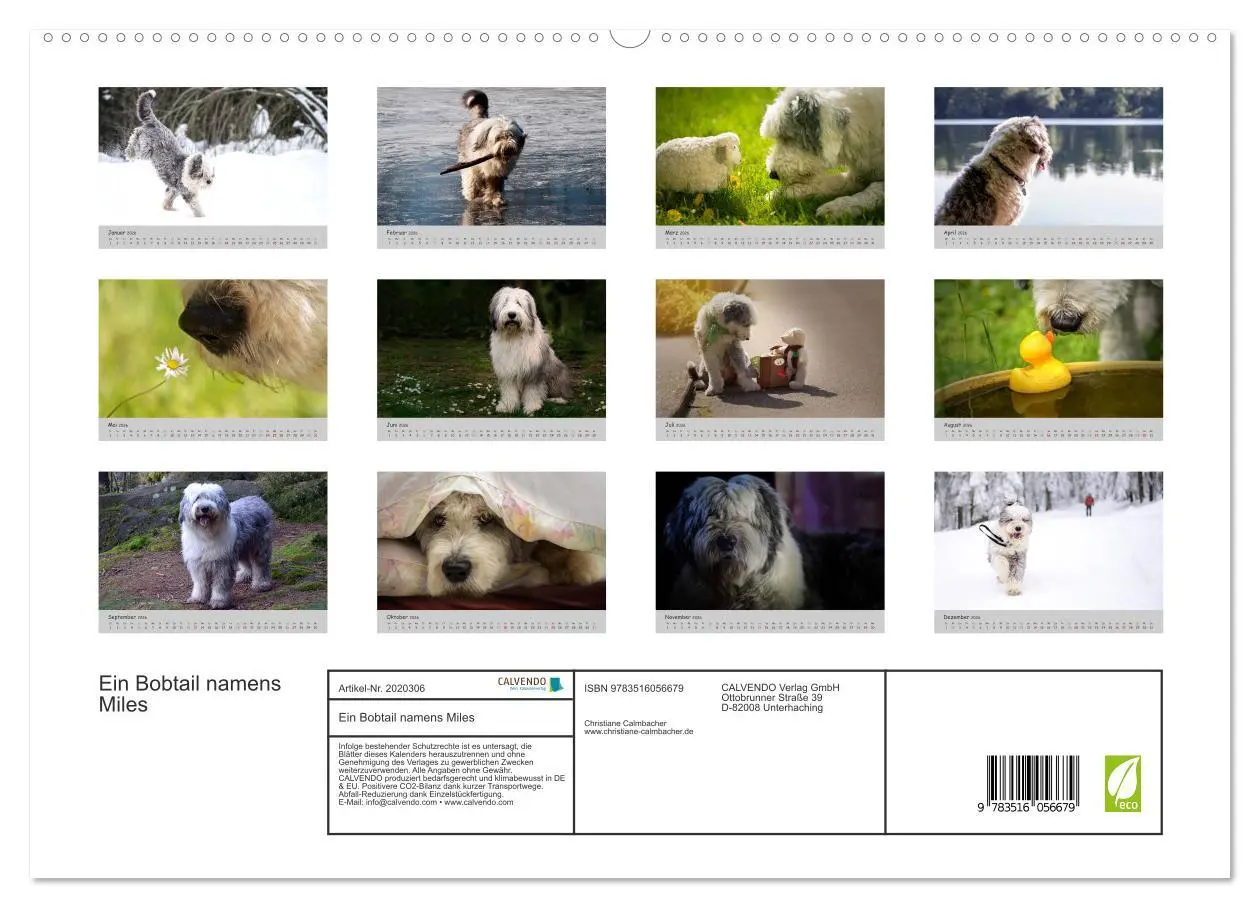 Bild: 9783516056679 | Ein Bobtail namens Miles (hochwertiger Premium Wandkalender 2026...